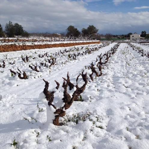 Wineandtwits invierno nieve y viñedos en Uvas Cabrera